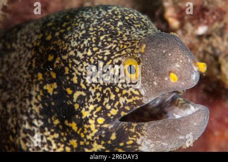 Flocon de neige Moray Eel, Echidna nebulosa, site de plongée de Laha, Ambon, Indonésie Banque D'Images