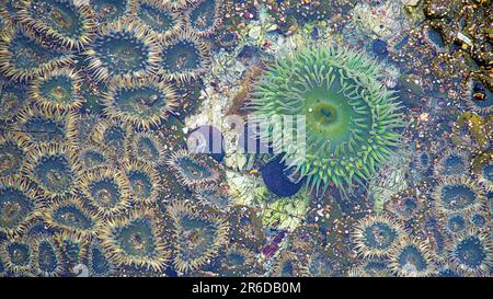 Tournesol comme des anémones de mer vertes dans la piscine à marée. Banque D'Images