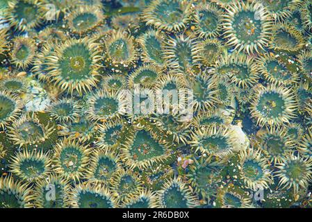 Tournesol comme des anémones de mer vertes dans la piscine à marée. Banque D'Images