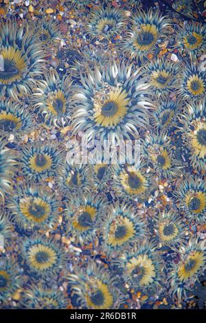 Tournesol comme des anémones de mer vertes dans la piscine à marée. Banque D'Images
