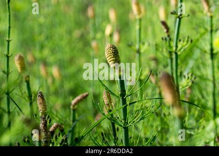 Equisetum fluviatile, fleurs d'horsetail de marais gros plan sélectif foyer Banque D'Images
