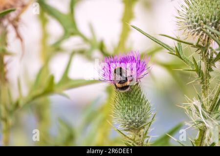 Bumble-Bee assis sur une fleur de chardon sauvage. Mise au point sélective de magnifiques abeilles sauvages à bourdon qui sucer le pollen de Cirsium vulgare ou de chardon de lance sur le Th Banque D'Images