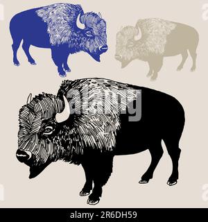 Croquis dessiné à la main de Bison / Buffalo. Illustration de Vecteur