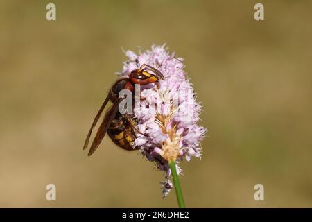 Grand hornet européen (Vespa crabro), famille des Vespidés) sur des fleurs de bistorts (Bistorta officinalis, synonyme Persicaria bistorta), famille des quais Banque D'Images