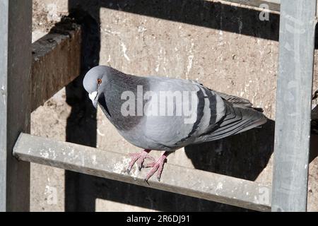 Pigeon se repose sur une échelle par temps ensoleillé. Mur en béton en arrière-plan. Pigeon regardant vers le bas. Banque D'Images