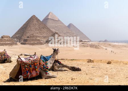 Chameaux assis et reposant devant les pyramides de gizeh Banque D'Images