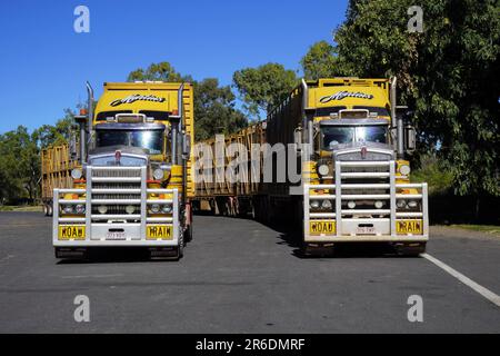 Deux trains identiques de la route jaune à un arrêt de repos le long de la route Dawson près de Springsure, Queensland Banque D'Images