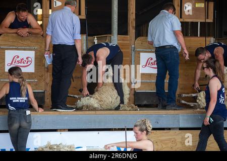 Exposition de moutons au Royal Cornwall Show, Wadebridge Banque D'Images