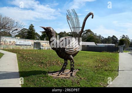 Le Big Lyre Bird à la rivière Cann Victoria Banque D'Images