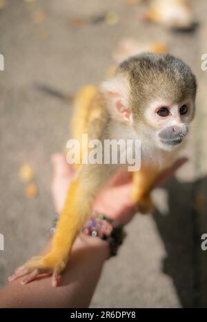 Singe écureuil joueur à Ishigaki Island Okinawa, Japon. Banque D'Images