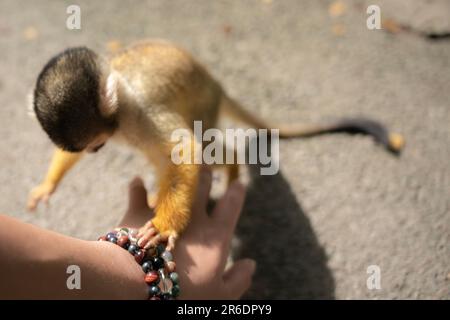 Singe écureuil joueur à Ishigaki Island Okinawa, Japon. Banque D'Images