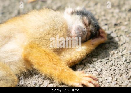 Singe écureuil joueur à Ishigaki Island Okinawa, Japon. Banque D'Images