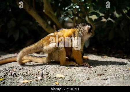 Singe écureuil joueur à Ishigaki Island Okinawa, Japon. Banque D'Images