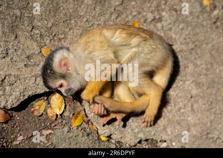 Singe écureuil joueur à Ishigaki Island Okinawa, Japon. Banque D'Images