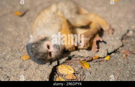 Singe écureuil joueur à Ishigaki Island Okinawa, Japon. Banque D'Images