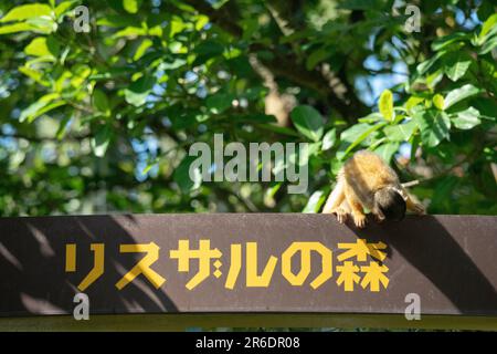 Singe écureuil joueur à Ishigaki Island Okinawa, Japon. Banque D'Images