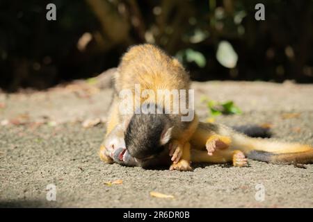 Singe écureuil joueur à Ishigaki Island Okinawa, Japon. Banque D'Images