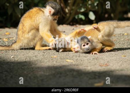 Singe écureuil joueur à Ishigaki Island Okinawa, Japon. Banque D'Images