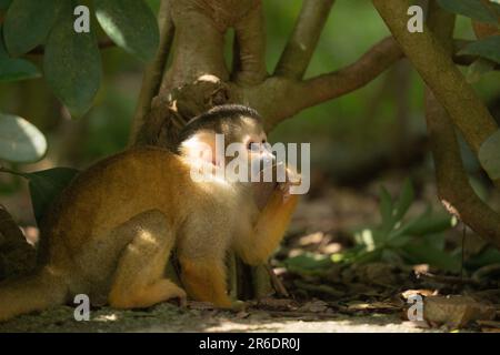 Singe écureuil joueur à Ishigaki Island Okinawa, Japon. Banque D'Images