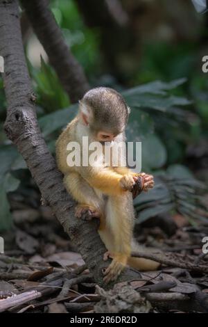 Singe écureuil joueur à Ishigaki Island Okinawa, Japon. Banque D'Images