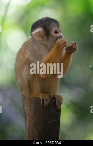 Singe écureuil joueur à Ishigaki Island Okinawa, Japon. Banque D'Images