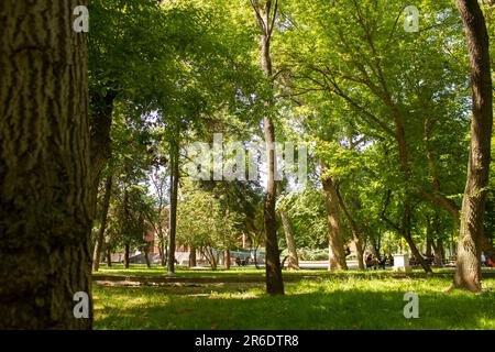 Pelouses vertes et beaux arbres dans le parc. Les gens sont relaxants. Fraîcheur, été, soleil et ciel. Banque D'Images