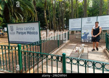 Les chiens d'exercice sont dans le parc de la ville, Parque Mexico, Colonia Hipodromo, le quartier de la Condesa, Mexico, Mexique Banque D'Images