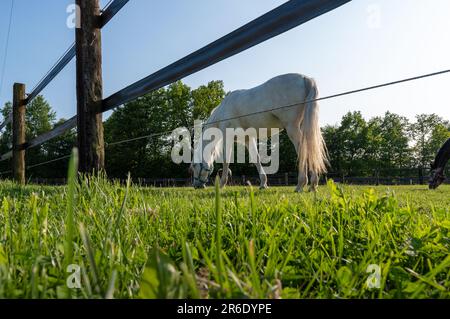 Un beau cheval blanc sur une journée ensoleillée derrière une clôture en bois et électrifié. Banque D'Images