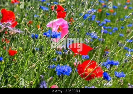 FLORE : CHAMP DE PAVOT Banque D'Images