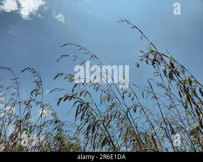 Roseaux secs l'herbe flitters dans le vent.Golden sedge herbe dans l'automne dans le soleil. Herbe de Pampas isolée sur le ciel bleu Banque D'Images