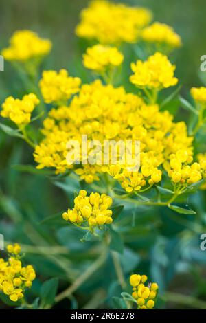 Euphorbia virgata, communément connu sous le nom d'épi à feuilles, d'épi à feuilles de lait de loup, ou de lait de loup est une espèce d'épi indigène en Europe et en Asie, et intr Banque D'Images