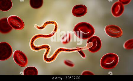 Brugia malayi ordinateur illustration d'un ver nématode parasitaire et cause des droits de la filariose lymphatique (éléphantiasis). Brugia malayi est l'un des cinq Banque D'Images