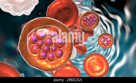 Plasmodium vivax protozoaire à l'intérieur des globules rouges, illustration informatique. P. vivax est l'agent causal du paludisme tertien Bénin transmis au hum Banque D'Images