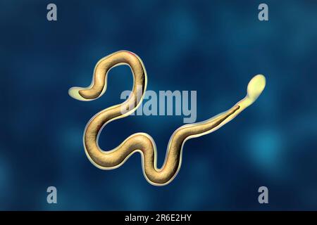 Brugia malayi ordinateur illustration d'un ver nématode parasitaire et cause des droits de la filariose lymphatique (éléphantiasis). Brugia malayi est l'un des cinq Banque D'Images
