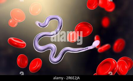 Brugia malayi ordinateur illustration d'un ver nématode parasitaire et cause des droits de la filariose lymphatique (éléphantiasis). Brugia malayi est l'un des cinq Banque D'Images
