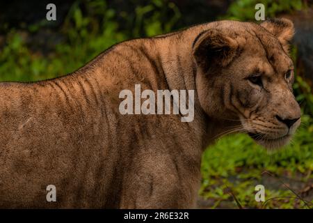 Lion Lioness couché en bas de la statue intense tout près brun African Bush Safari nature faune riche fond vert, fond Banque D'Images