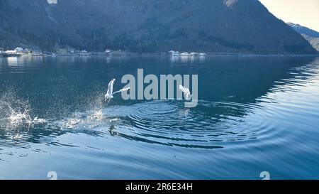 Les mouettes déferle dans le fjord de Norvège. Des gouttes d'eau éclaboutent dans le mouvement dynamique de l'oiseau de mer. Photo d'animal de Scandinavie Banque D'Images