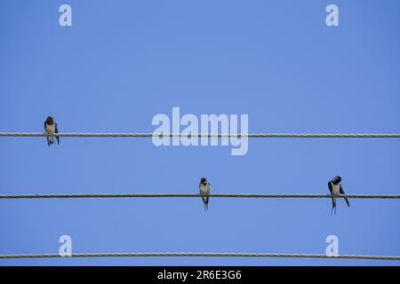 Barde sur fil sous fond bleu ciel. Des sertis à queue métallique perchés sur le câble. Les oiseaux nettoient les plumes et s'assoyent le jour d'été ensoleillé Banque D'Images
