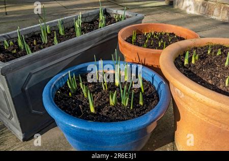 Gros plan de pousses vertes de bulbes poussant dans un pot contenant pots conteneurs au printemps Angleterre Royaume-Uni Grande-Bretagne GB Banque D'Images