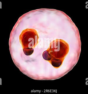 Protozoaire Plasmodium falciparum à l'intérieur des globules rouges, illustration informatique. P. falciparum est l'agent causal du paludisme Tertien malin, également connu Banque D'Images