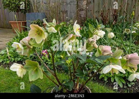 Gros plan de Noël lenten rose hellebore 'Ice n roses' crème fleurs plantes à fleurs plante au printemps Angleterre Royaume-Uni Royaume-Uni Grande-Bretagne Banque D'Images