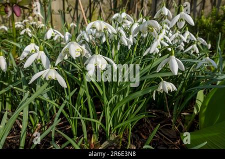 Gros plan du groupe de gouttes d'eau blanches galanthus nivalis plantes fleurs fleuries dans un jardin à la fin de l'hiver Angleterre Royaume-Uni Grande-Bretagne Banque D'Images