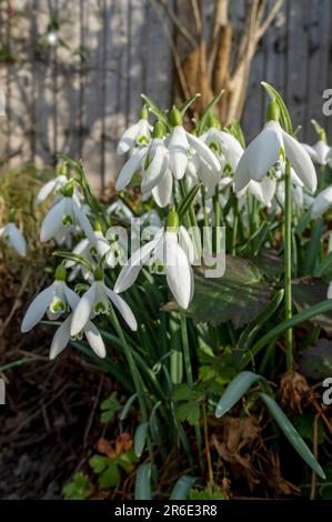 Gros plan du groupe de gouttes d'eau blanches galanthus nivalis plantes fleurs fleuries dans un jardin à la fin de l'hiver Angleterre Royaume-Uni Grande-Bretagne Banque D'Images