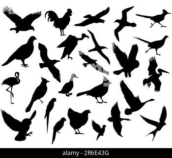 collection vectorielle de silhouettes pour oiseaux volants Illustration de Vecteur