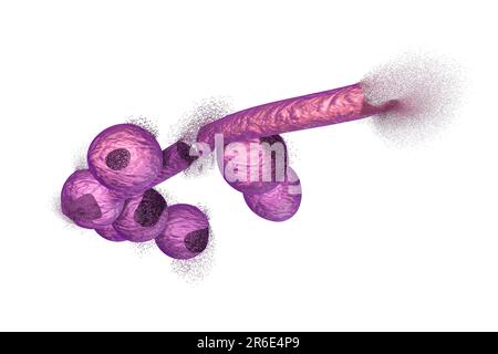 La destruction des champignons Candida, illustration de l'ordinateur. Image peut être utilisé pour illustrer le concept de traitement antifongique. Banque D'Images