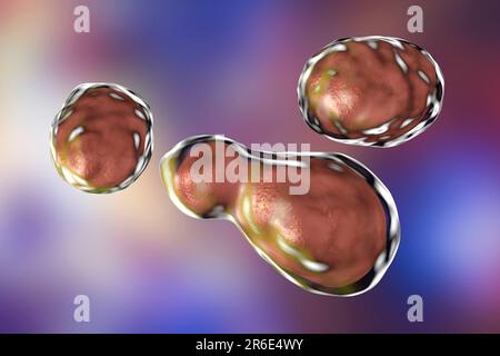 Cryptococcus neoformans fungus, computer illustration. C. neoformans is a yeast-like fungus that reproduces by budding. An acidic mucopolysaccharide c Banque D'Images