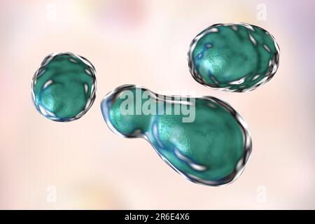 Cryptococcus neoformans fungus, computer illustration. C. neoformans is a yeast-like fungus that reproduces by budding. An acidic mucopolysaccharide c Banque D'Images
