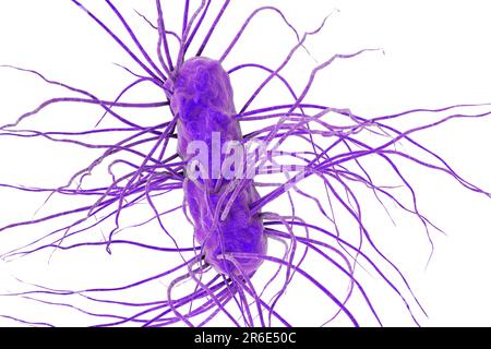 Escherichia coli, illustration informatique. E. coli est une bactérie motile Gram-négative qui vit dans les intestins Banque D'Images