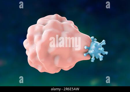 Illustration informatique de l'absorption d'un virus semblable à la phagocytose par une cellule hôte; première étape de l'infection virale de la cellule hôte. Ce type de virus e Banque D'Images