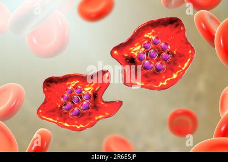 Protozoaire Plasmodium ovale à l'intérieur des globules rouges, illustration informatique. P. ovale est l'agent causal du paludisme Tertien Bénin, également connu sous le nom de mal ovale Banque D'Images